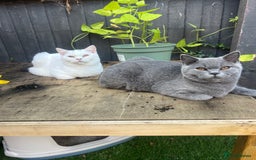 Brazilian Shorthair cats for sale: Last 2 BSH BOYS GCCF registered !!! - Image 16