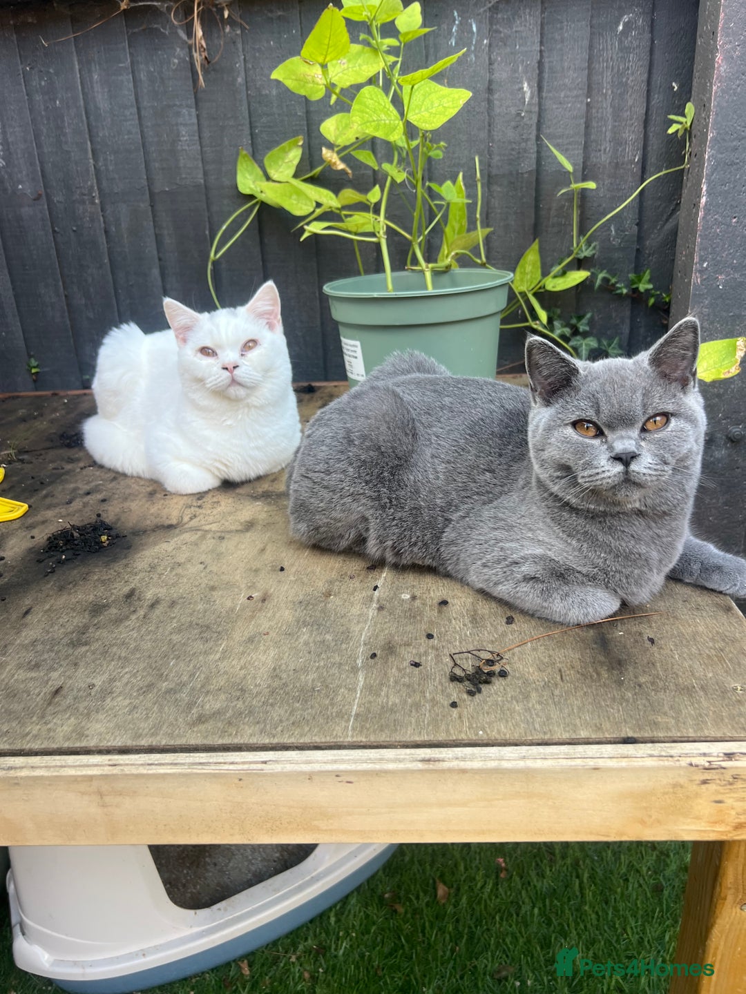 Brazilian Shorthair cats for sale: Last 2 BSH BOYS GCCF registered !!! - Image 16