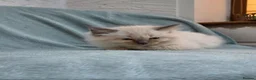 Ragdoll cats for sale: Two male Ragdoll kittens - Advert 7