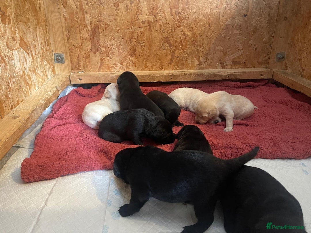 Labrador Retriever dogs for sale: Kc registered Labrador puppies for sale - Image 3