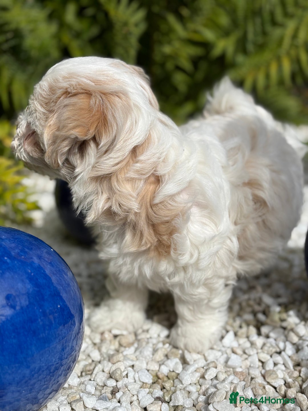 Havanese dogs for sale: 3 Beautiful Havanese Pedigree Puppies - Image 6