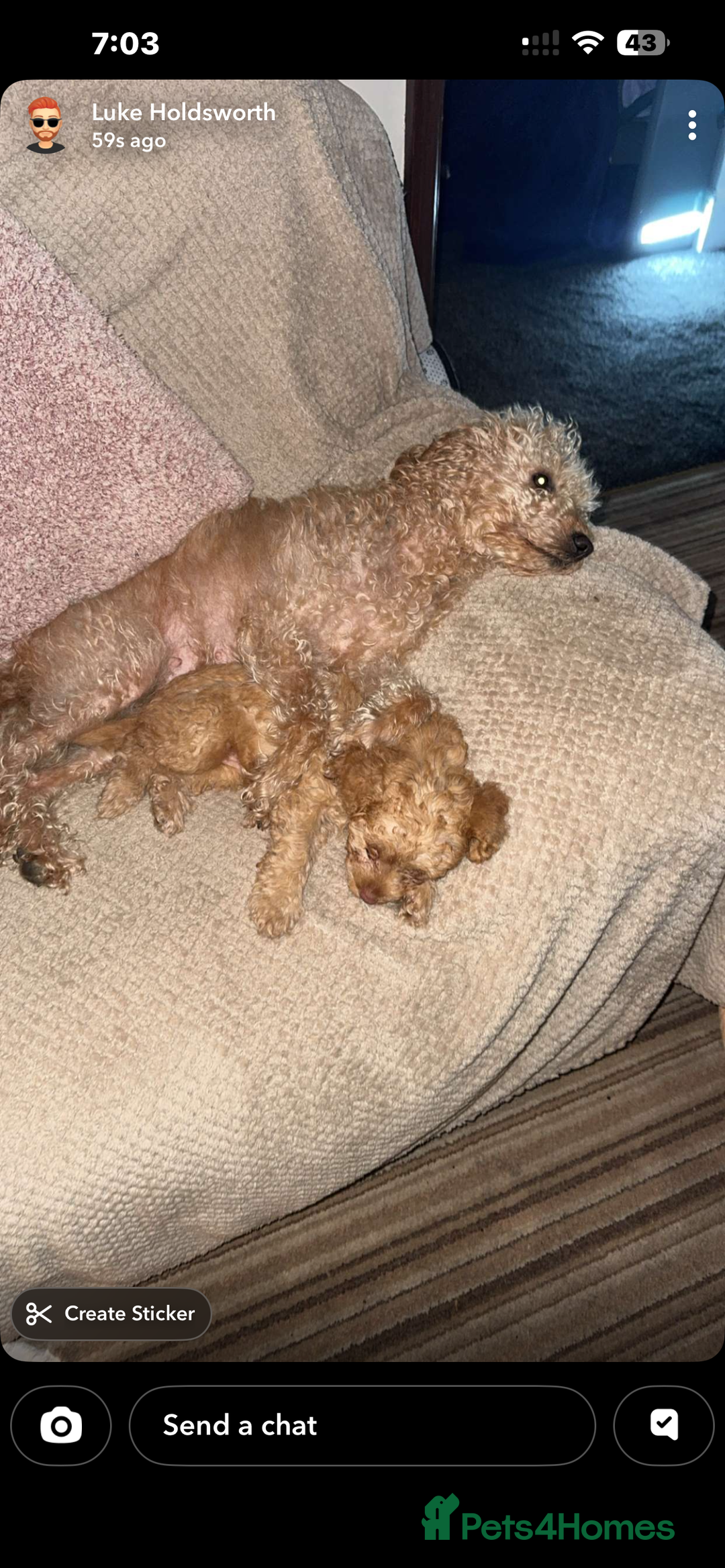 Mixed Breed dogs for sale: F1b Australian Labradoodle  - Advert 2