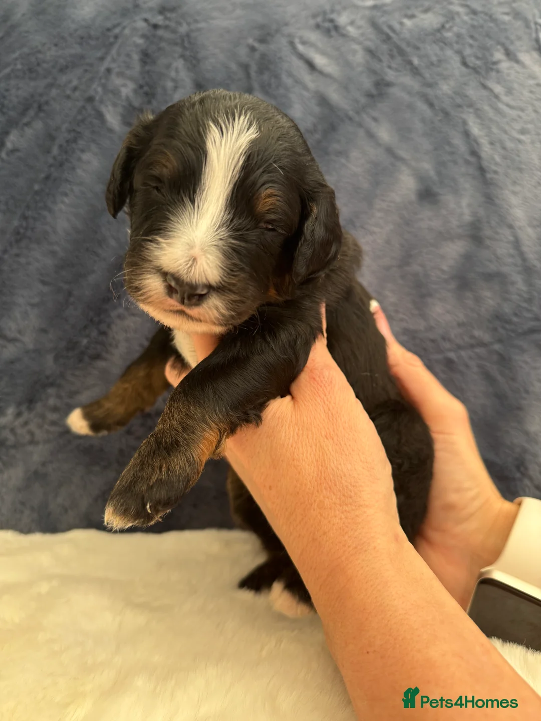 Bernedoodle dogs for sale: Gorgeous Bernedoodle puppies 🖤 - Advert 15