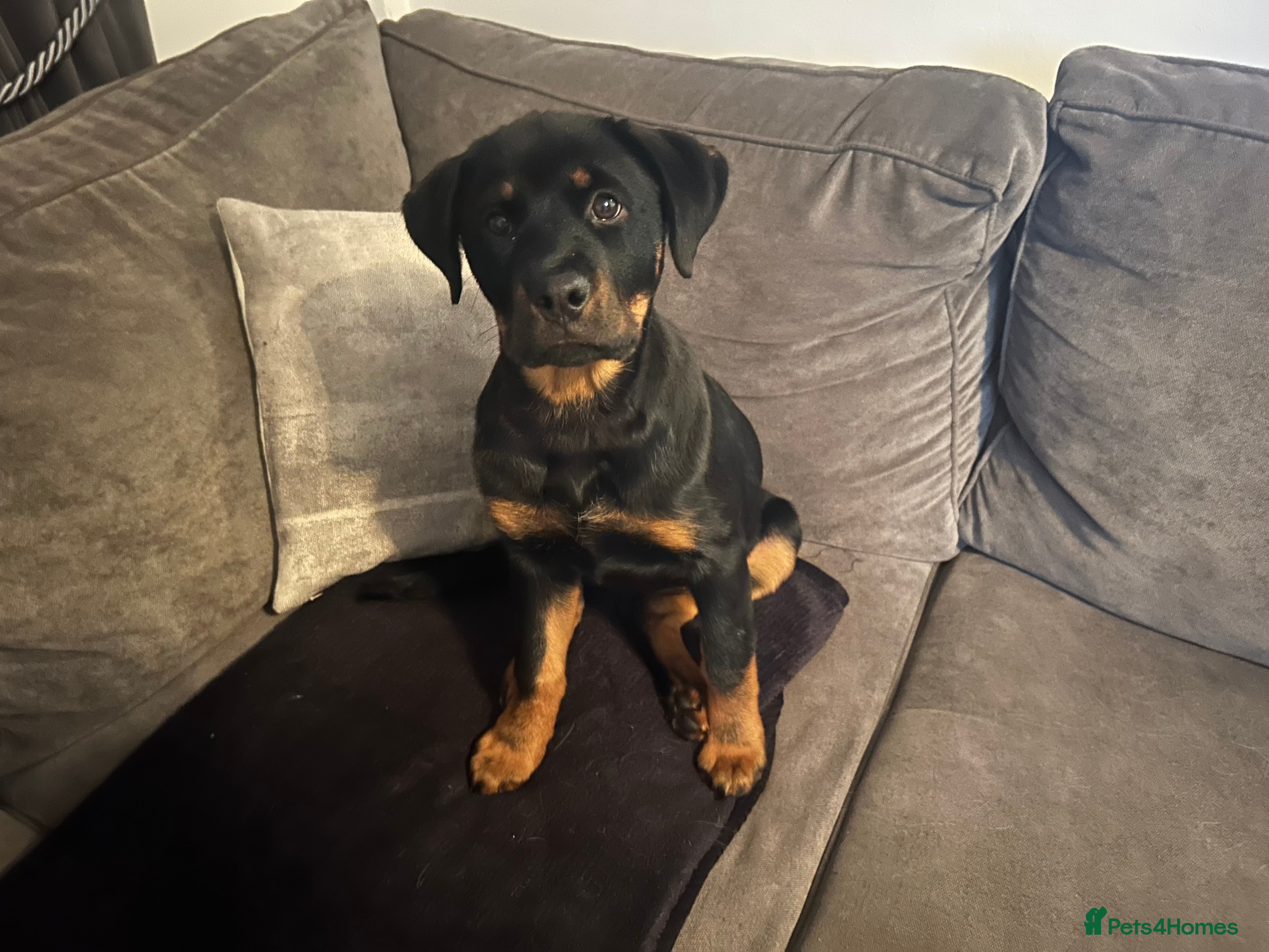 Rottweiler dogs Rottweiler  - Advert 7