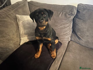 Rottweiler dogs Rottweiler - Advert 7