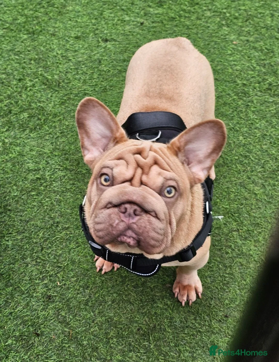 French Bulldog dogs for sale: Frenchie pumpkin in Dagenham - Advert 2