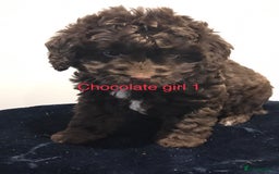 Cockapoo dogs for sale: F1 Cockapoo - Image 1