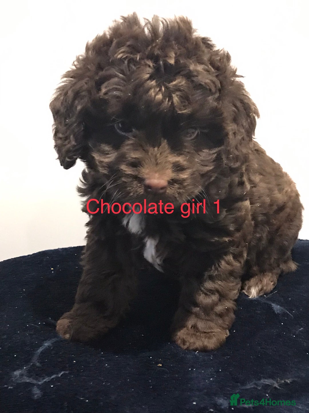 Cockapoo dogs for sale: F1 Cockapoo - Image 1
