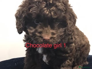 Cockapoo dogs - Advert 2