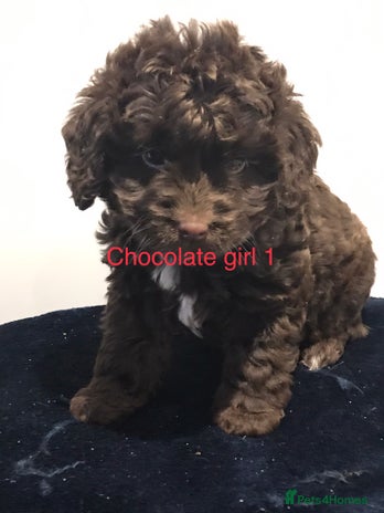 Cockapoo dogs - Advert 1