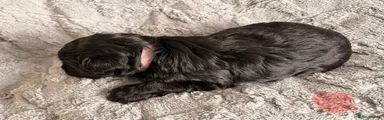 Miniature Schnauzer Puppy 5