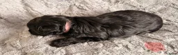Miniature Schnauzer dogs for sale: Chunky, stunning litter of miniature schnauzers  - Advert 17