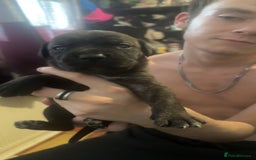 Cane Corso dogs for sale: Puppies - Image 3