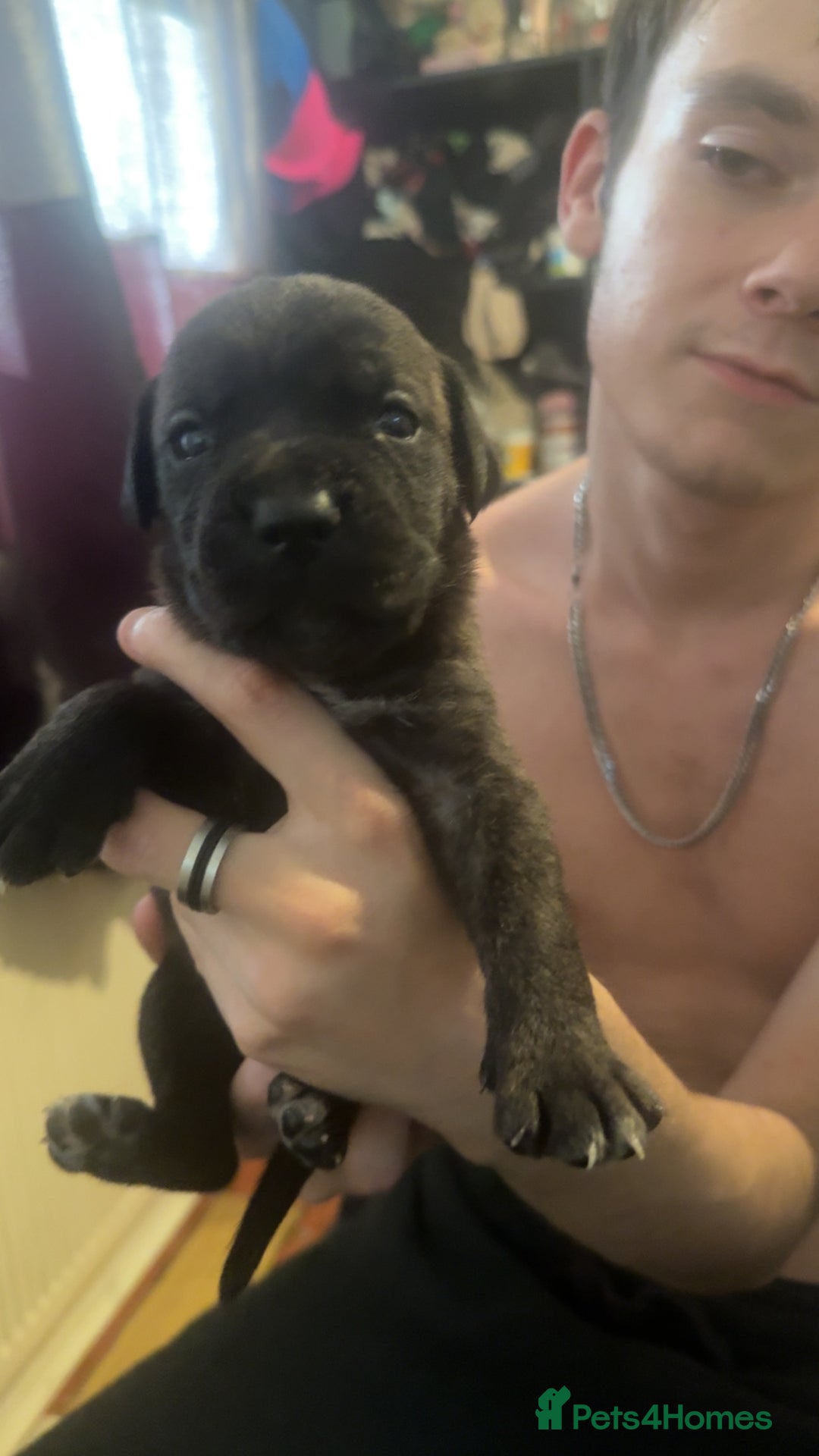 Cane Corso dogs for sale: Puppies - Image 3