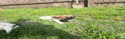 Jack Russell dogs for sale: One little male Jack Russell - Advert 19
