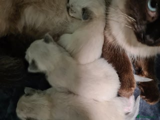 Ragdoll cats Radgoll kittens - Advert 1