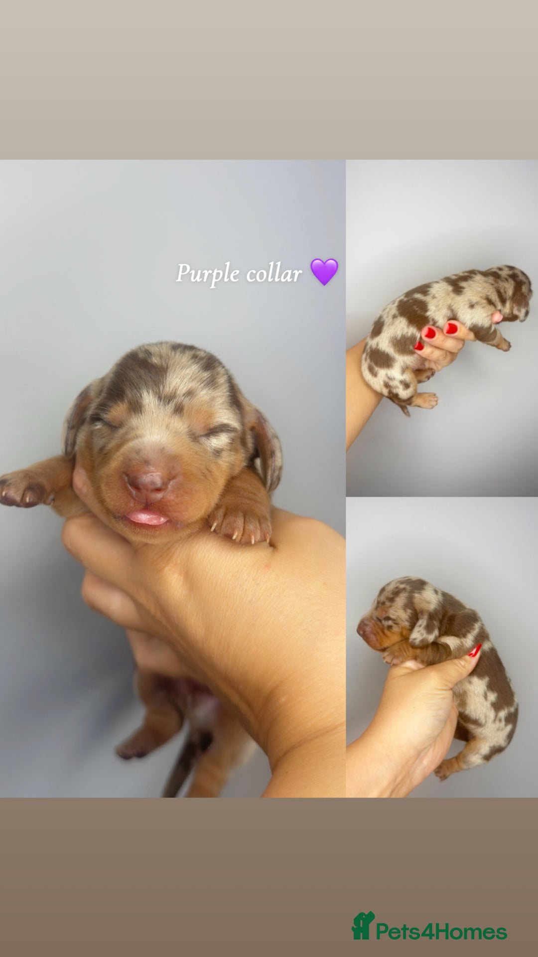 Miniature Dachshund dogs for sale:  READY NOW Quality minismooth haired dachshunds 🐾 - Image 14