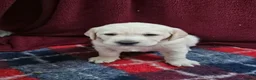 Labrador Retriever dogs for sale: Retriever Labrador - Advert 7