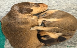 Labradoodle dogs for sale: Unique Stunning miniature doodles - Advert 10