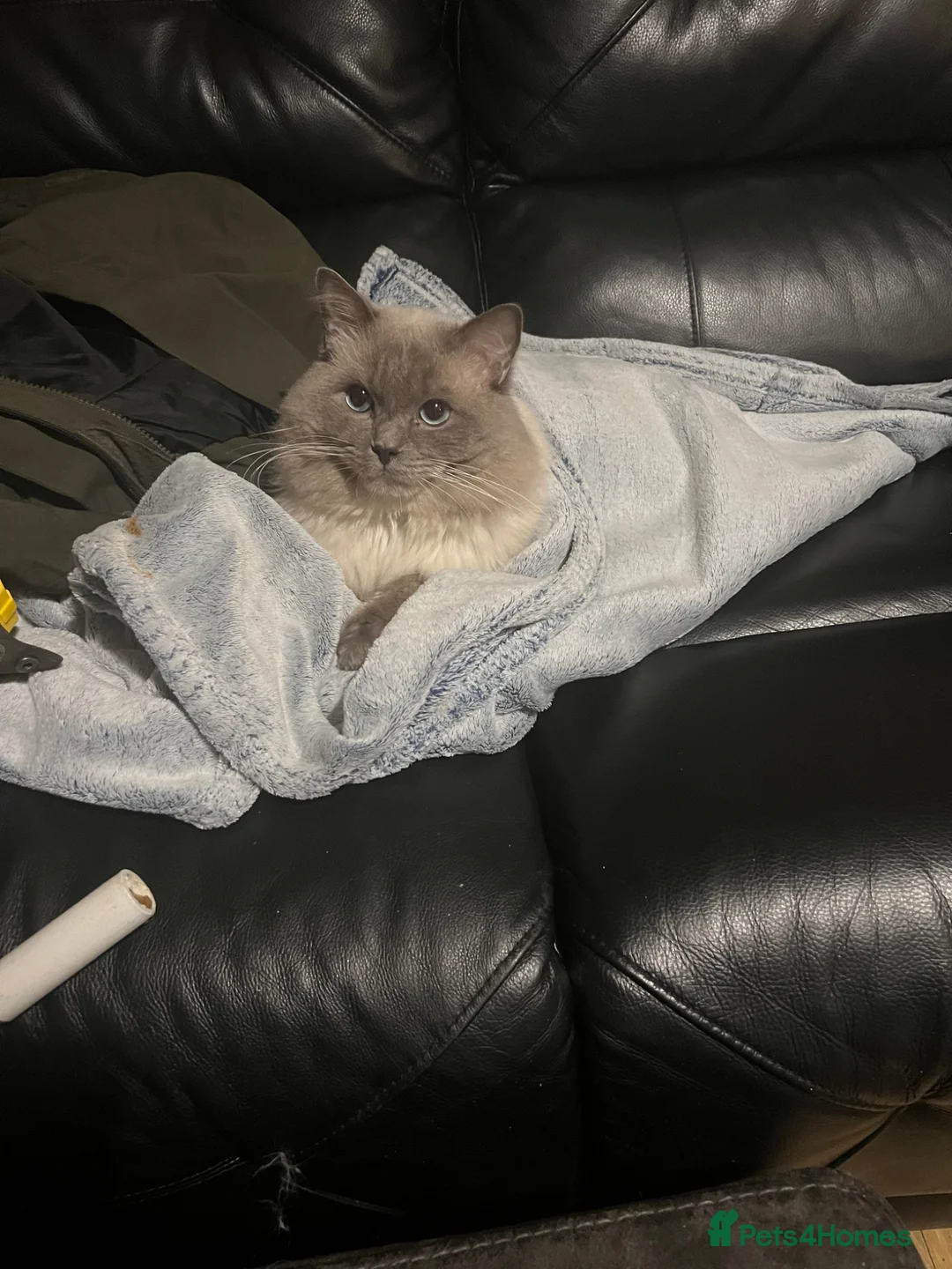 Ragdoll cats for sale: Oscar The Ragdoll Loving Boy in Enfield - Advert 2