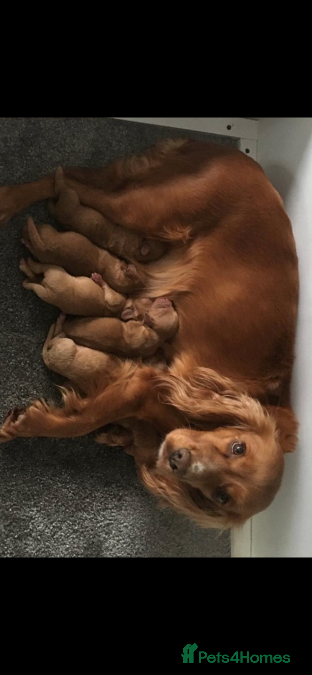 Cockapoo dogs for sale: Beautiful fox red and gold cockapoo puppies - Advert 8