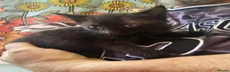 Mixed Breed cats for sale: KITTENS FOR SALE READY TO LEAVE NOW - Advert 22