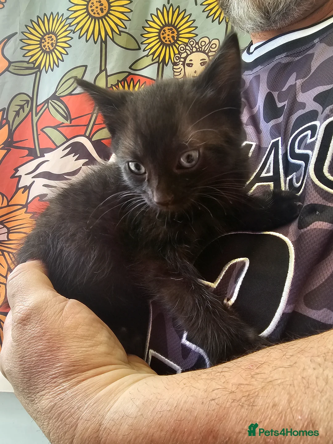 Mixed Breed cats for sale: KITTENS FOR SALE READY TO LEAVE NOW - Advert 22