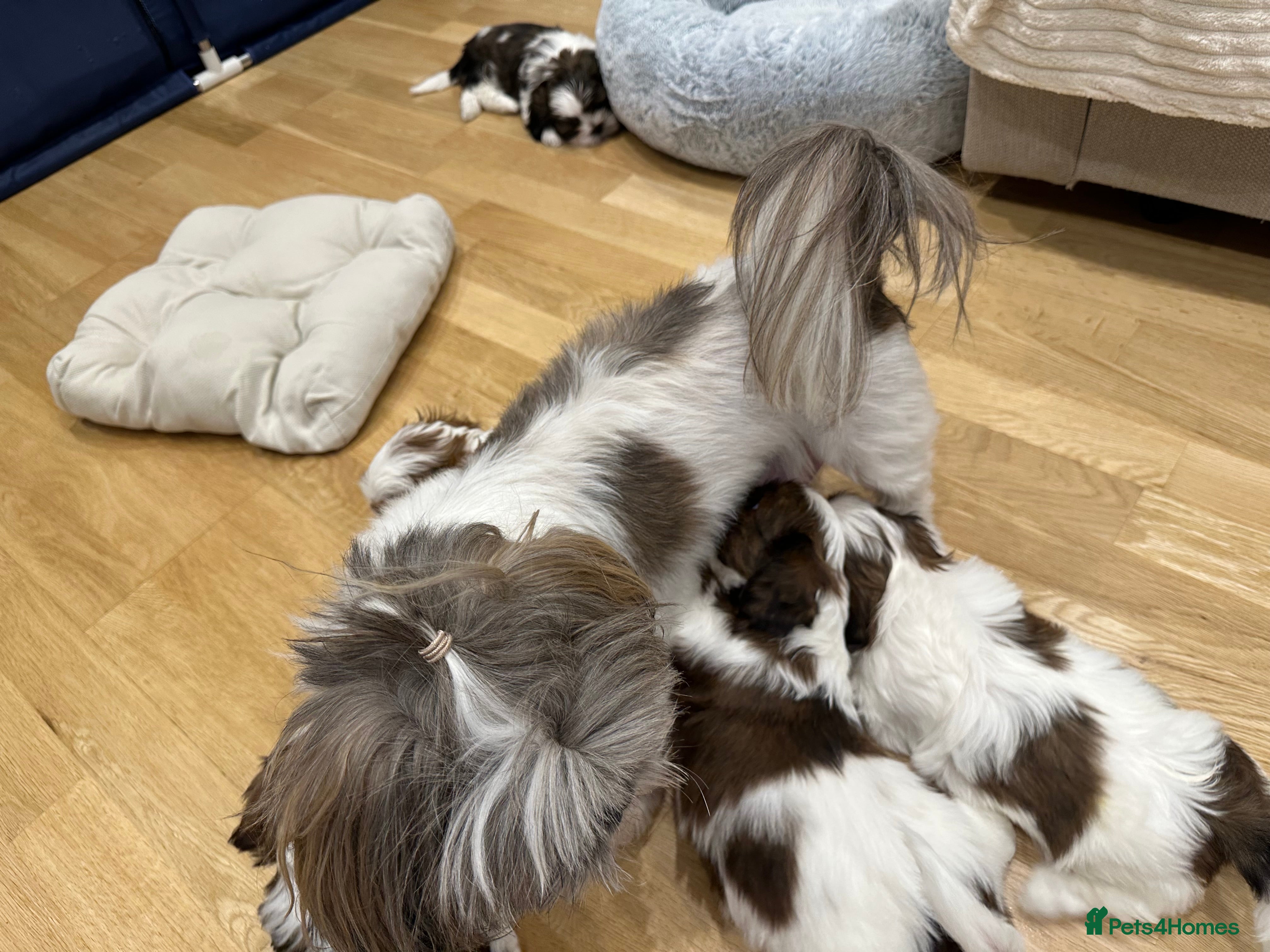 Shih Tzu dogs Shih Tzu puppies  - Advert 1