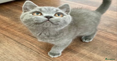 British Shorthair cats - Advert 3