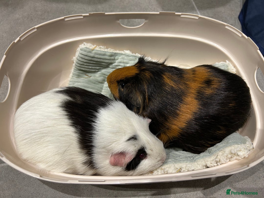Guinea Pig rodents for sale: 2 Female Guinea Pigs - Advert 4