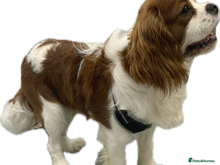 Cavalier King Charles Spaniel dogs in Lincoln - Advert 4