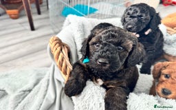 Mini Goldendoodle dogs for sale: A Bundle of Joy F1BB Mini Goldendoodle - Image 18