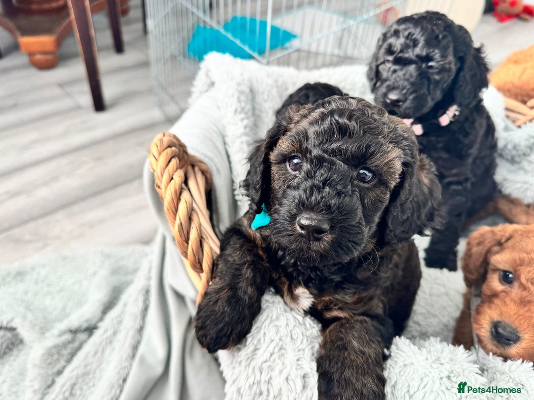 Mini Goldendoodle dogs for sale: A Bundle of Joy F1BB Mini Goldendoodle - Image 18
