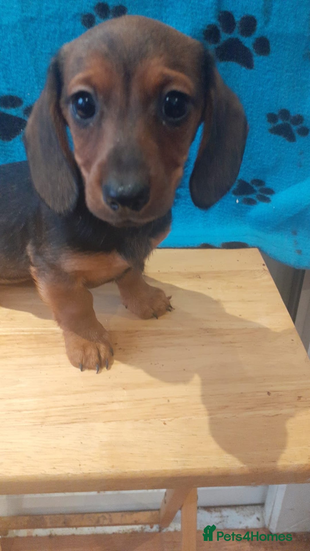 Miniature Dachshund dogs for sale: Gorgeous Miniature dachshund ready now - Advert 7