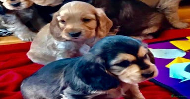 Cocker Spaniel dogs - Advert 5
