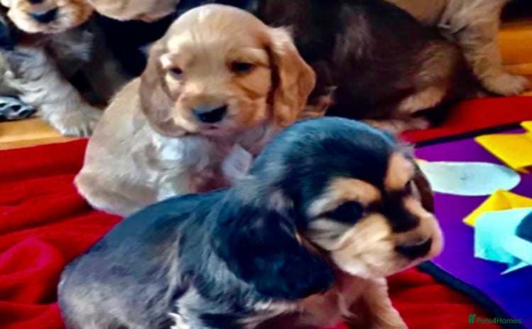 Cocker Spaniel dogs - Advert 11