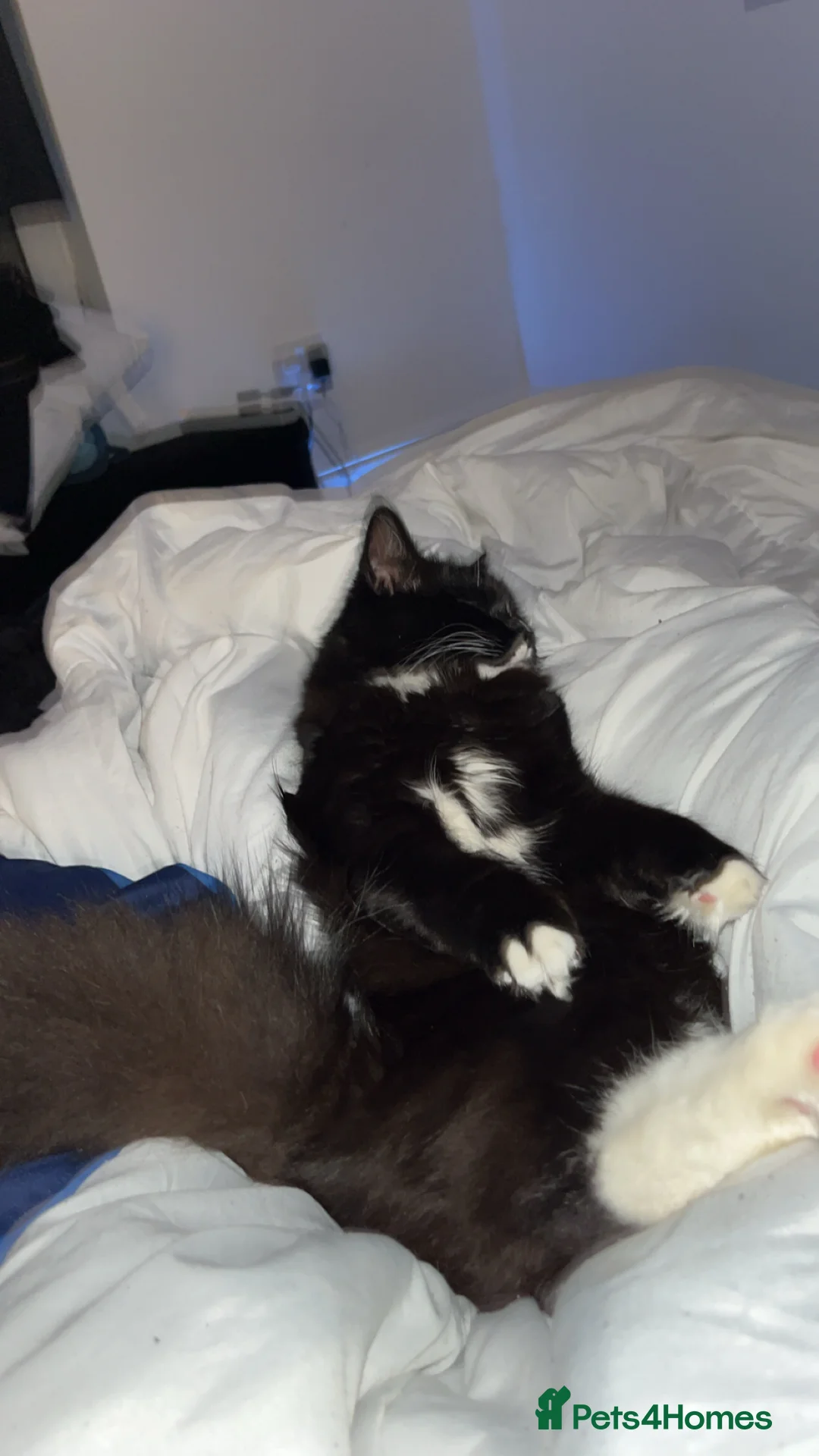 British Shorthair cats for sale: Ikraam - Advert 4