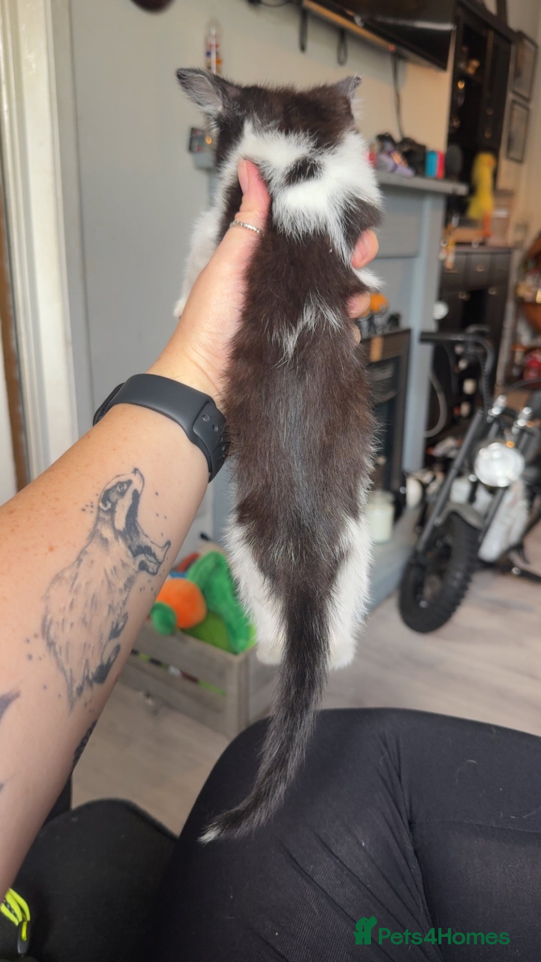 Mixed Breed cats for sale: 3 Kittens for sale  - Image 4
