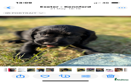 Cocker Spaniel dogs for sale: Super strong Kc registered working cocker spaniel  - Image 8
