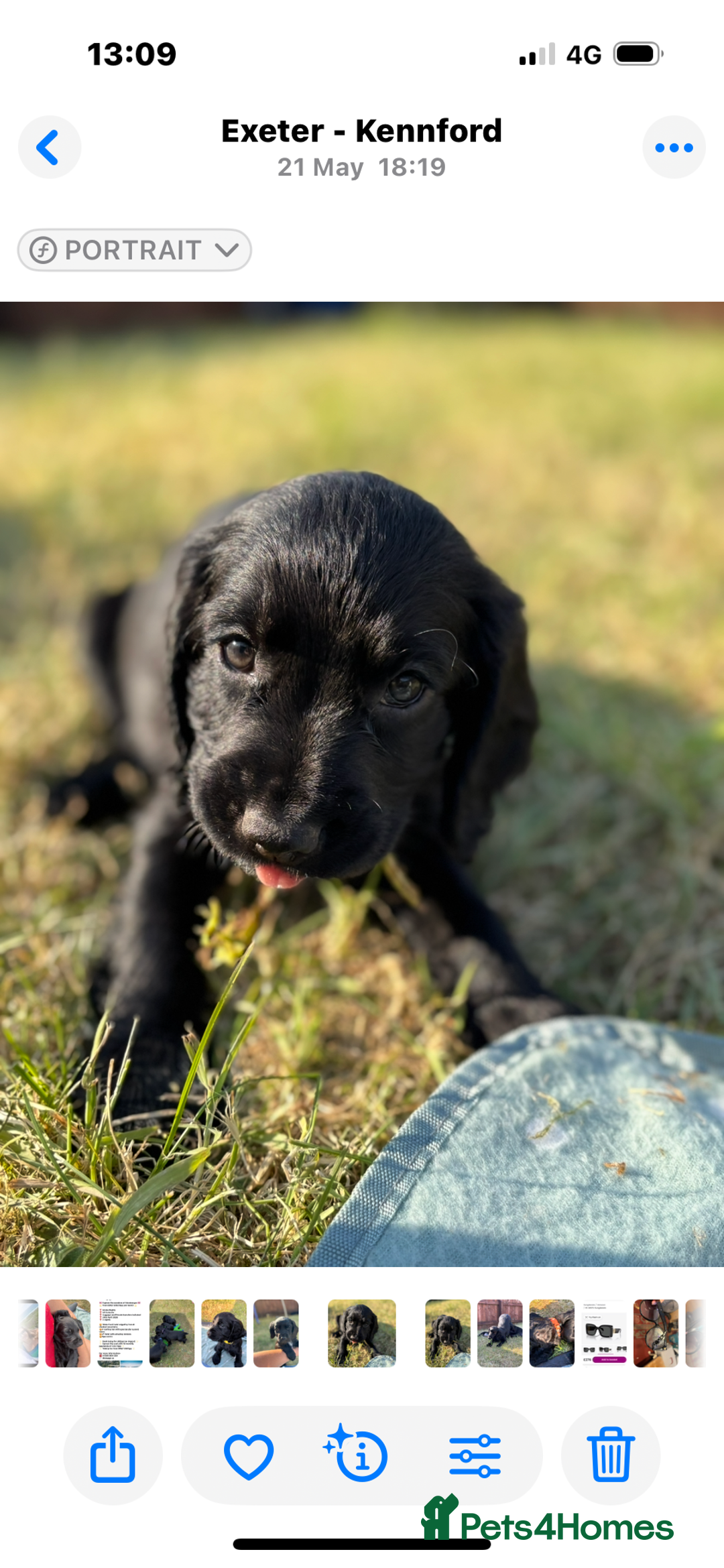 Cocker Spaniel dogs for sale: Super strong Kc registered working cocker spaniel  - Image 8