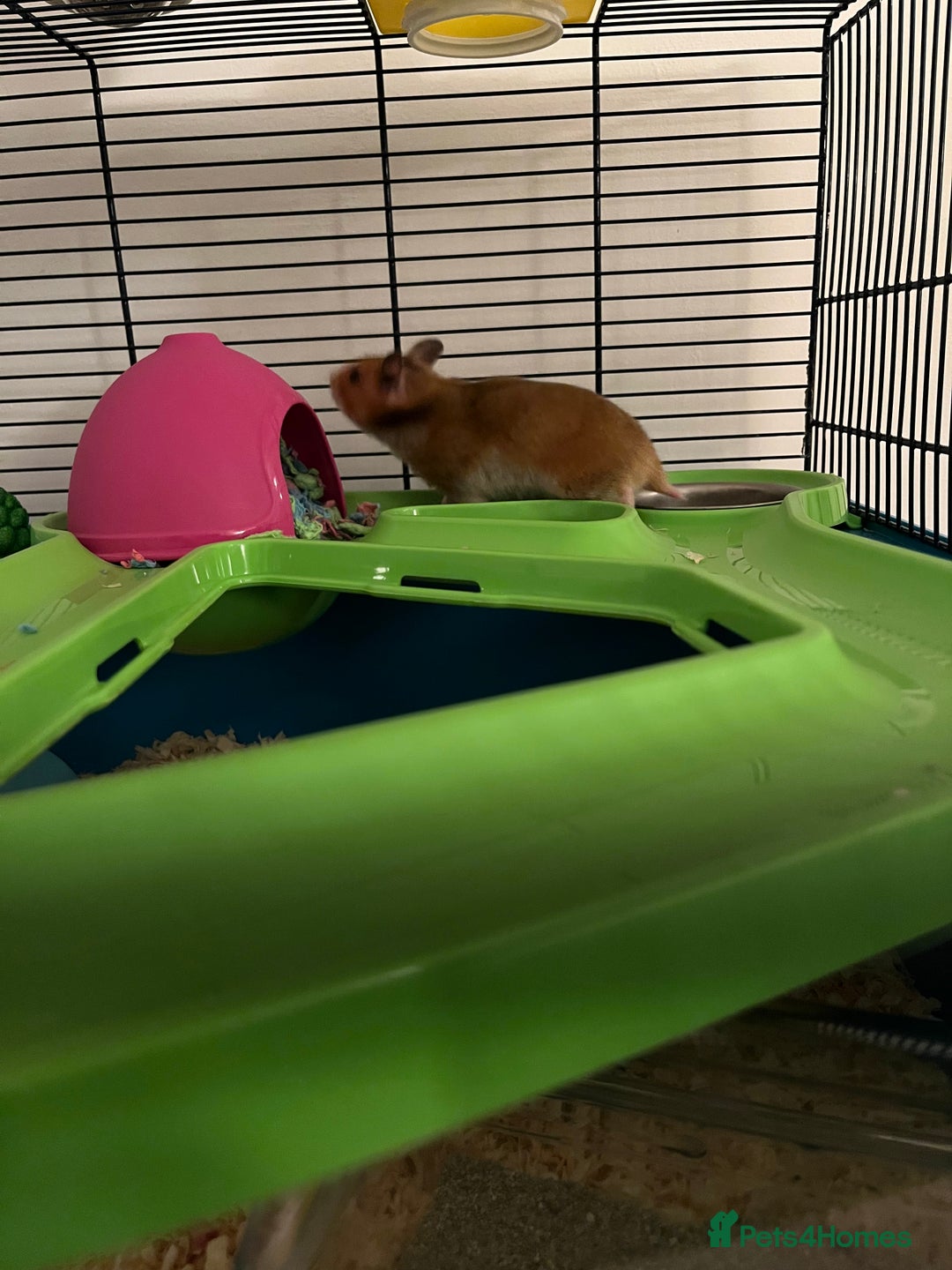 Hamster rodents for sale: Syrian Hamster - Image 5