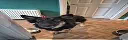 German Shepherd dogs for sale: Beautiful GSD puppies - Advert 16