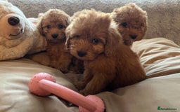 Cockapoo dogs for sale: F1 cockapoo puppies- Health test clear  - Image 5
