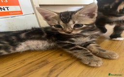 Bengal cats for sale: 7 adorable bengal/tort kitties available now!  - Image 7