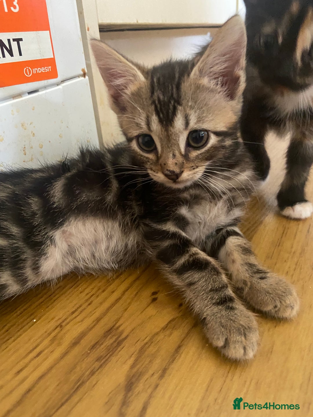 Bengal cats for sale: 7 adorable bengal/tort kitties available now!  - Image 7