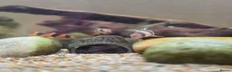 Other/Mixed Breed fish for sale: Siemese Flying Fox and Fish Net Flying Fox - Advert 11