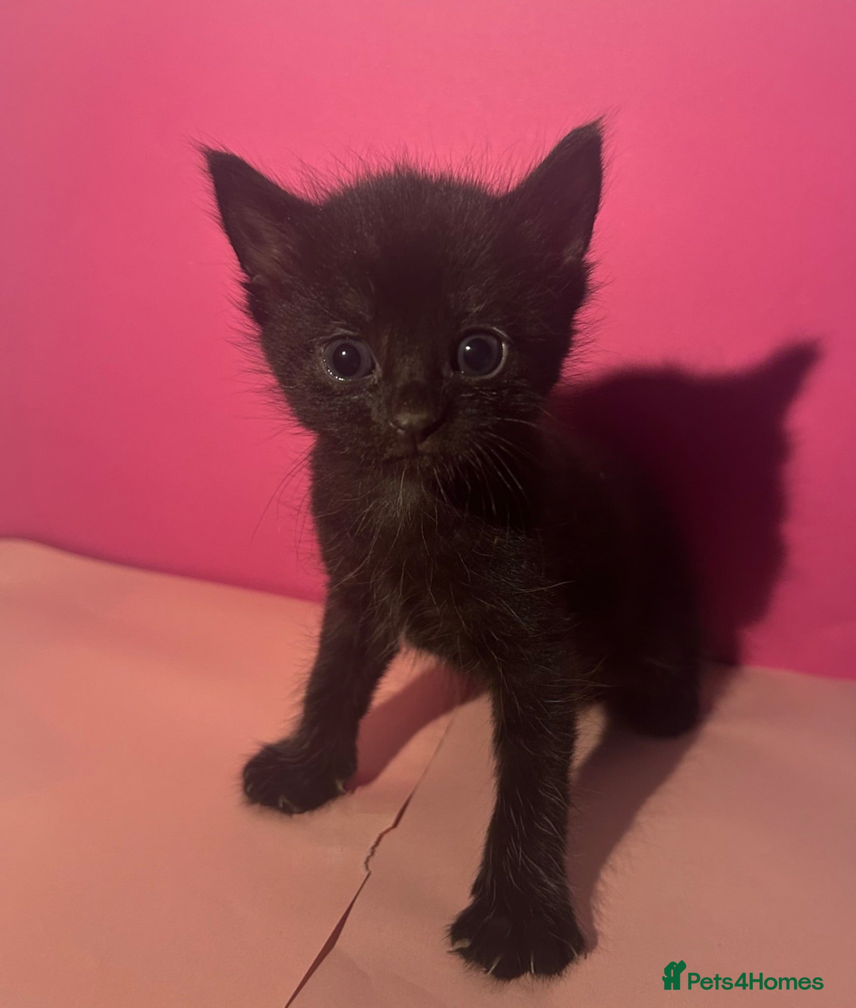 Bombay cats 4 kittens (2 boys 2 girls) - Advert 6