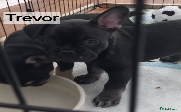 French Bulldog dogs - Advert 4
