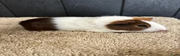Guinea Pig rodents for sale: Stunning baby guinea pigs  - Advert 18