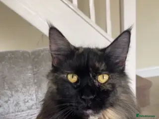 Maine Coon cats Maine Coon girl - Advert 1